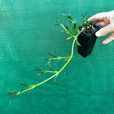Image result for Sesuvium portulacastrum