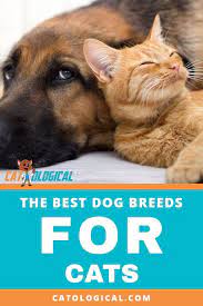 Here S A List Of The Best Dog Breeds For Cats These Puppy Breeds Are More Accepting And Tolerant Of Their Feline Best Dog Breeds Dog Breeds Popular Cat Breeds