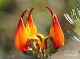 It may be used as a summer annual in the warmer regions of the united states. Top 10 Rarest Flowers On Earth Know It All