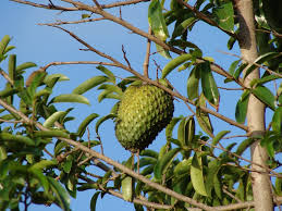 Image result for Annona muricata