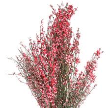 Image result for Genista