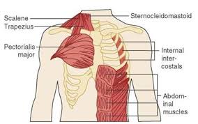 But, do not forget that your chest basically contains only two muscles, the pectoralis mayor and minor. Getting To Know Your Diaphragm