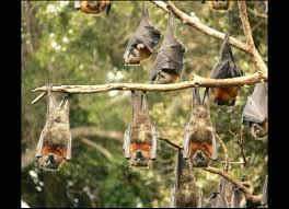 Learn how to get rid of bats using these natural and safe diy methods at home. Flying Foxes Nsw Environment Energy And Science
