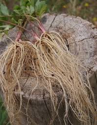Syndrome Des Jambes Sans Repos Quelles Plantes Medicinales Jambes Sans Repos Syndrome Des Jambes Sans Repos Plante Medicinale