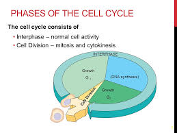 Bioflix Activity Mitosis The Cell Cycle The Cell Cycle And Mitosis Unit 3 Organization And Development Ppt Download