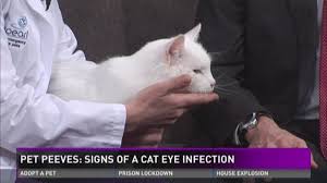 List of diseases considered to be autoimmune and their symptoms: Pet Peeves Understanding The Signs Symptoms Of Your Cat S Eye Infection Wzzm13 Com