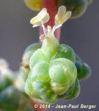 Image result for Salsola rabieana