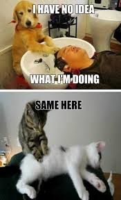 I Have No Idea What Im Doing Funny Cat Memes Cute Cats And Dogs Funny Dog Memes