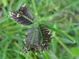 Image result for Tristachya