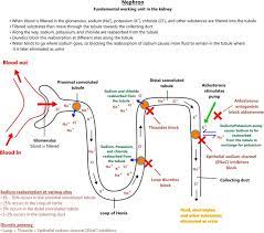 Illustration Of The Nephron And The Mechanism Of Diuretics Renal Physiology Pharmacology Nursing Nursing School Tips