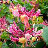 Today it is one of the world's most popular. Https Encrypted Tbn0 Gstatic Com Images Q Tbn And9gctgmyhul C5ycvhfui6j4siw7qlqv6kknq23jjwcf V6cffitjs Usqp Cau