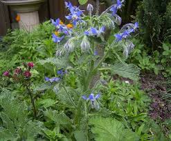 Assodato che sia le foglie che i fiori sono belli, buoni e fanno anche bene, non ci resta che provare a cucinare qualche ricetta con la borragine. Borragine Proprieta E Coltivazione