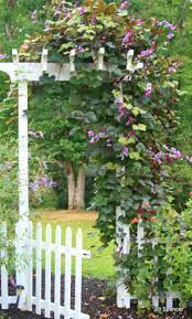 Purple hyacinth bean plant profile botanical name lablab purpureus bloom time summer, fall flower color red, purple hardiness zones 10, 11 native area. Hyacinth Bean Vines Grow Like Magic Dengarden