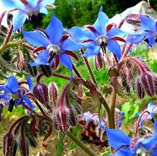 Image result for Borago