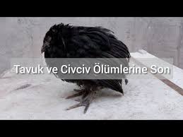 Tavuklara Dogal Antibiyotik Yapimi Olumlere Son Youtube Dogal Hayvanlar Tavuk