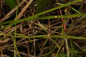 Image result for Oldenlandia lancifolia