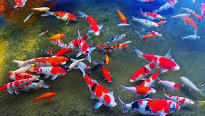 Nah, berikut simpel tips dari aquapedia agar kalian lebih mudah dan cocok dalam menentukan ikan untuk aquascape. 7 Ikan Hias Air Tawar Termahal Dan Karakteristiknya Arenahewan Com