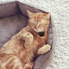 tabcat pet akilli kedi takip sistemi 27450