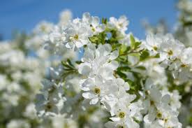 Image result for Exochorda