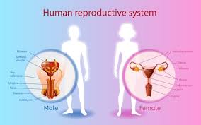 The following 47 files are in this category, out of 47 total. Human Reproductive System Scientific Or Medical Poster With Naked Woman And Man Silhouettes On Blue And Pink Gradient Background Female Male Sex Organs Anatomical Illustrations With Text Labels Tasmeemme Com