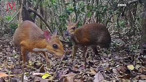 Mice a complete pet owner's manual (1985) by horst bielfeld. Mouse Deer In Vietnam Thought To Be Lost For Years Photographed