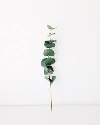 Studiostories Liebt Pflanzen Fruhling Fruhlingslaune Plants Plant Aesthetic Planting Flowers