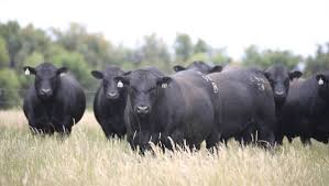 His daughters are showing excellence in udders, teat size and quality. Exceptional Angus Ready For Barcy Queensland Country Life Queensland