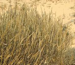 Image result for Centropodia