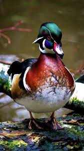 Pin By Gloria Howey On Things To Sale Wood Ducks Bird Drawings Duck