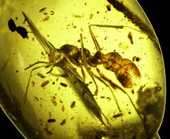 Mar 31, 2020 · march 31, 2020 word puzzles answer to biggest ant in the world, answer to largest ant in the world, answer to largest ant in the world riddle,. Fossil Records Show Hell Ants Had Mad Max Style Mandibles