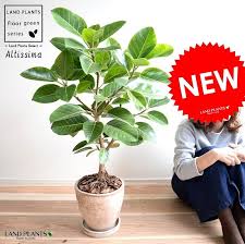楽天市場 アルテシーマ 自然樹形 茶色 エッグ型 ラウンド 陶器鉢 8号 鉢植え 大型 斑入り ゴム ゴムの木 葉模様 茶 ブラウン 砂色 ベージュ 丸 観葉植物 送料無料 ランドプランツ