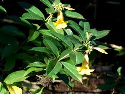 Image result for Allamanda schottii