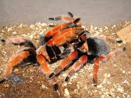 Image result for Meiosperma bracteatum