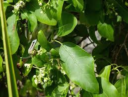 Image result for Hilsenbergia