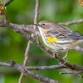 Anne Arundel Bird Club Walk — Healthy Anne Arundel event image