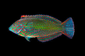 Image result for Lepidagathis randii