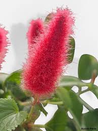 Image result for Acalypha hispida