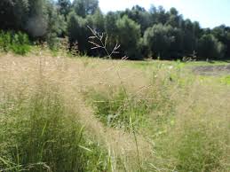 Image result for Agrostis quinqueseta