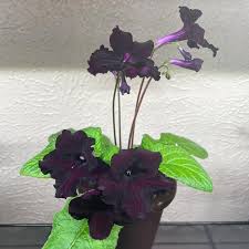 Image result for Streptocarpus goetzei
