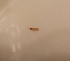 You may have pot worms. Tiny White Maggots In Bathroom All About Worms