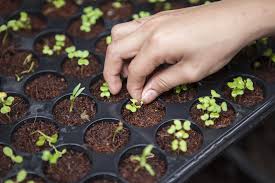 Neptune seed bank is among the most reliable seed banks in north america, serving clients worldwide. Save A Seed To Save Yourself The Importance Of Seed Saving In 2020 By Sue Senger Age Of Awareness Medium