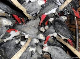 The best pet insurance ever by nationwide®. Poachers Driving African Parrots To Extinction In Spiralling Exotic Pet Trade Investigation Finds The Independent The Independent