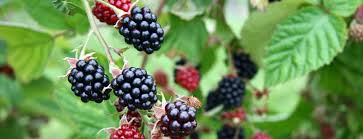 Learn about fruits of berries. Abonna Plants Pvt Ltd