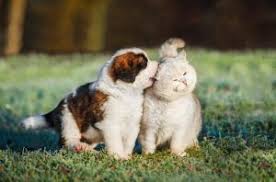 Leashes should be held by adults. Mobile Vaccine Services In San Antonio Tx Healthy Pet