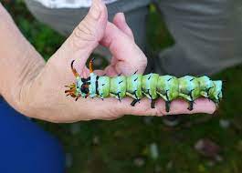 This worm starts as a tiny caterpillar after hatching from one of hundreds of eggs laid by a regal moth. Hickory Horned Devil Outside My Window