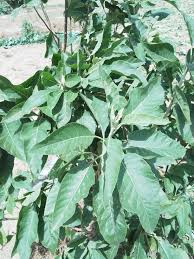 Image result for Vernonia amygdalina