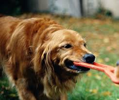 Play A Game Of Tug Of War With Your Dog It Can Help Build Your Upper Body Strength And Your Dog Will Enjoy Spending Time Pla In 2020 Pets Your Dog Upper Body