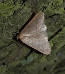 Image result for Operophtera fagata