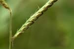 Image result for Urochloa panicoides