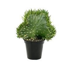 #succulent #cactus #tephrocactus #geometrica also known as a #opuntia #geometrica native to… guy only wanted $25 for it, but i handed him $50 and said keep the change. Buy Opuntia Subulata Cristata Plant Bunny Ear Cactus Online At Best Price